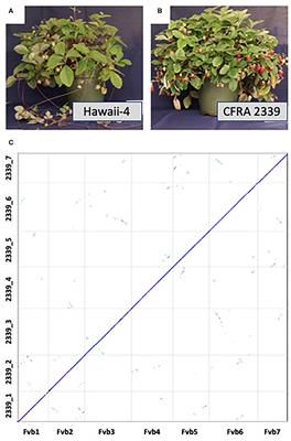 Chromosome-Scale Genome for a Red-Fruited, Perpetual Flowering and Runnerless Woodland Strawberry (Fragaria vesca)